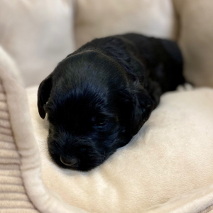 Springerdoodle Puppy Prime