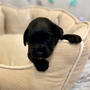 Springerdoodle Puppy Prime