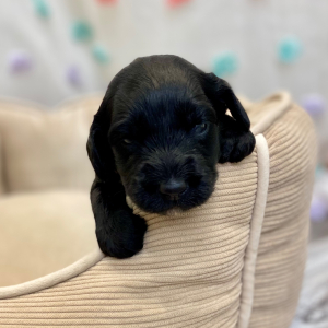 Springerdoodle Puppy Prime