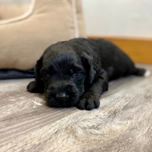 Springerdoodle Puppy Prime