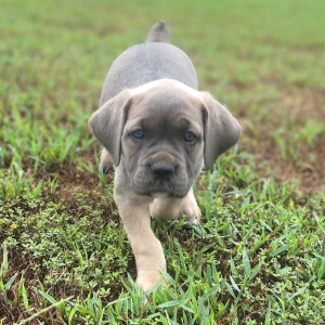 Cane Corso Puppy Phyllis