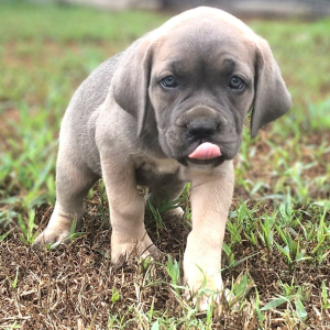 Cane Corso Puppy Phyllis