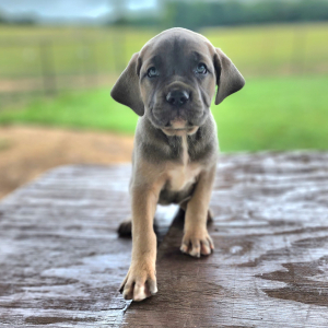 Cane Corso Puppy Phyllis