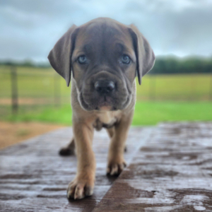 Cane Corso Puppy Phyllis