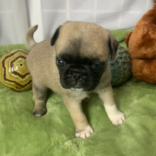 Pug Puppy Raya