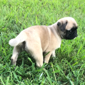 Pug Puppy Raya