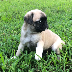 Pug Puppy Raya