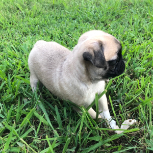 Pug Puppy Raya