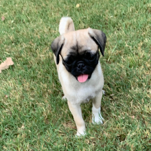 Pug Puppy Raya
