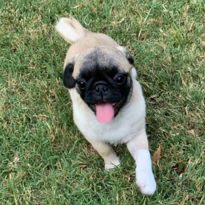 Pug Puppy Raya