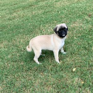 Pug Puppy Raya