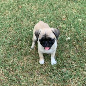 Pug Puppy Raya
