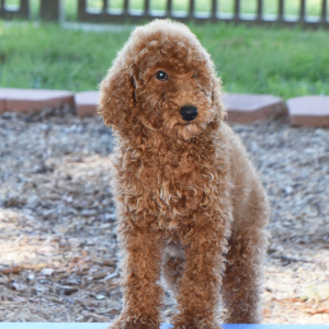 Poodle Puppy Lucie
