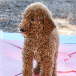 Poodle Puppy Lucie