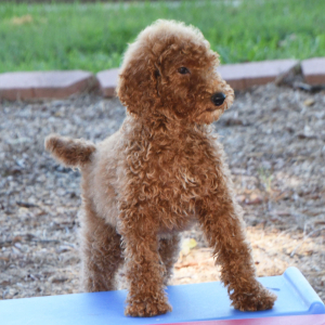 Poodle Puppy Lucie