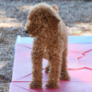 Poodle Puppy Lucie