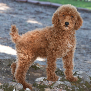 Poodle Puppy Lucie