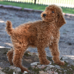 Poodle Puppy Lucie