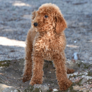Poodle Puppy Lucie