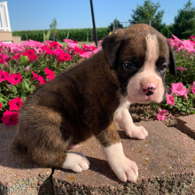 Boxer Puppy Packman