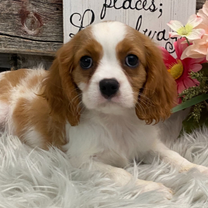 Cavalier King Charles Spaniel Puppy Sydney