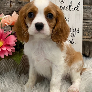 Cavalier King Charles Spaniel Puppy Sydney