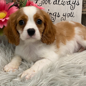 Cavalier King Charles Spaniel Puppy Sydney