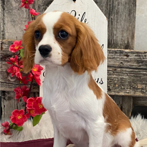 Cavalier King Charles Spaniel Puppy Sydney