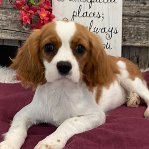 Cavalier King Charles Spaniel Puppy Sydney