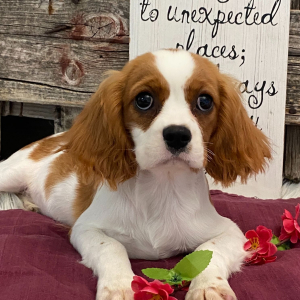 Cavalier King Charles Spaniel Puppy Sydney