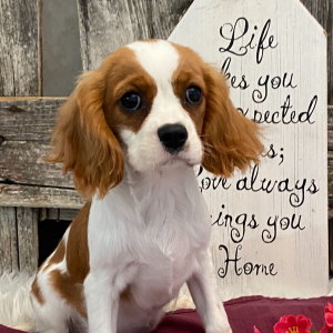 Cavalier King Charles Spaniel Puppy Sydney
