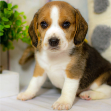 Beagle Puppy Brandy