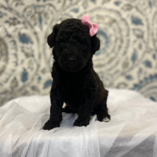 Poodle Puppy Eloise