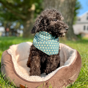Poodle Puppy Eloise