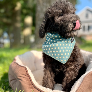 Poodle Puppy Eloise