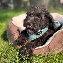 Poodle Puppy Eloise
