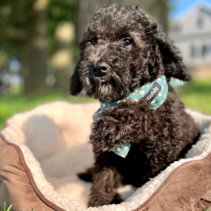 Poodle Puppy Eloise