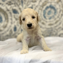 Poodle Puppy Edric