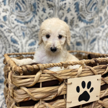 Poodle Puppy Edric