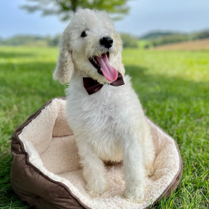 Poodle Puppy Edric