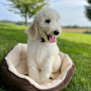 Poodle Puppy Edric
