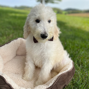 Poodle Puppy Edric