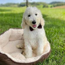 Poodle Puppy Edric