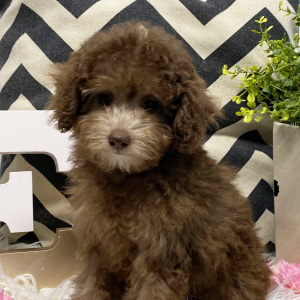 Poodle Puppy Elly