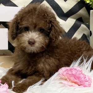 Poodle Puppy Elly
