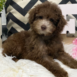 Poodle Puppy Elly