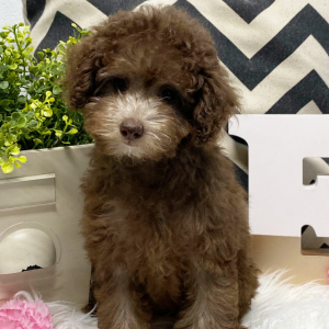 Poodle Puppy Elly