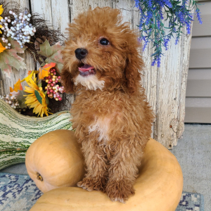 Poodle Puppy Bently