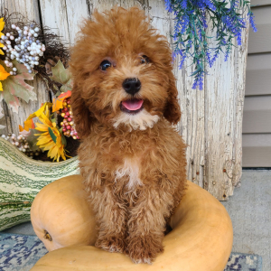 Poodle Puppy Bently