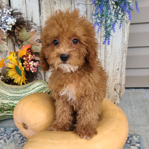 Poodle Puppy Bently
